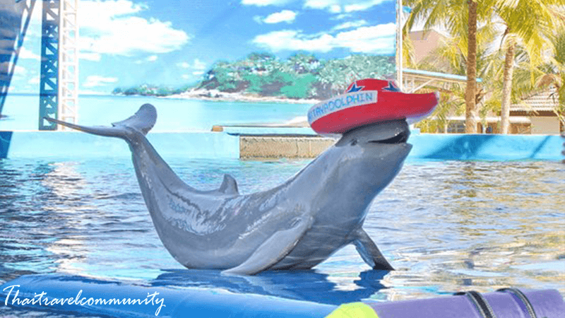 dolphin-world-pattaya-thitravelcommunity