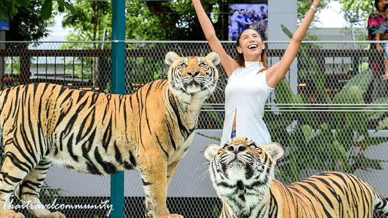 tiger-park-thaitravelcommunity
